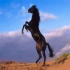 eblackhorse