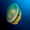 jellyfishonline
