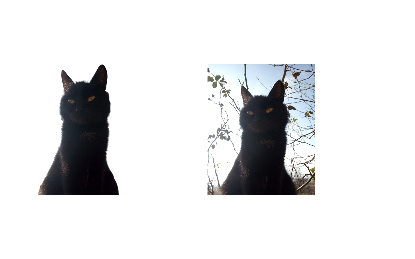 I will remove background from 10 images professionally