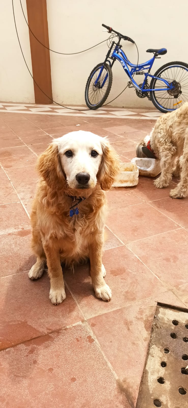 I will send you a digital portrait of your pet