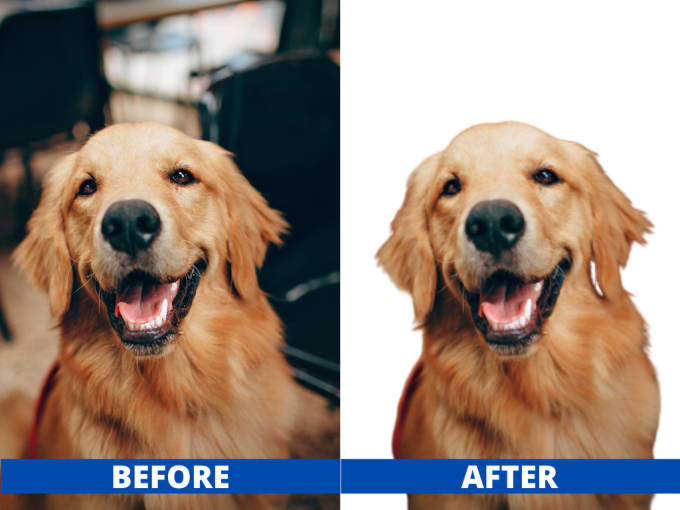 I will professionally remove or change the background of your picture