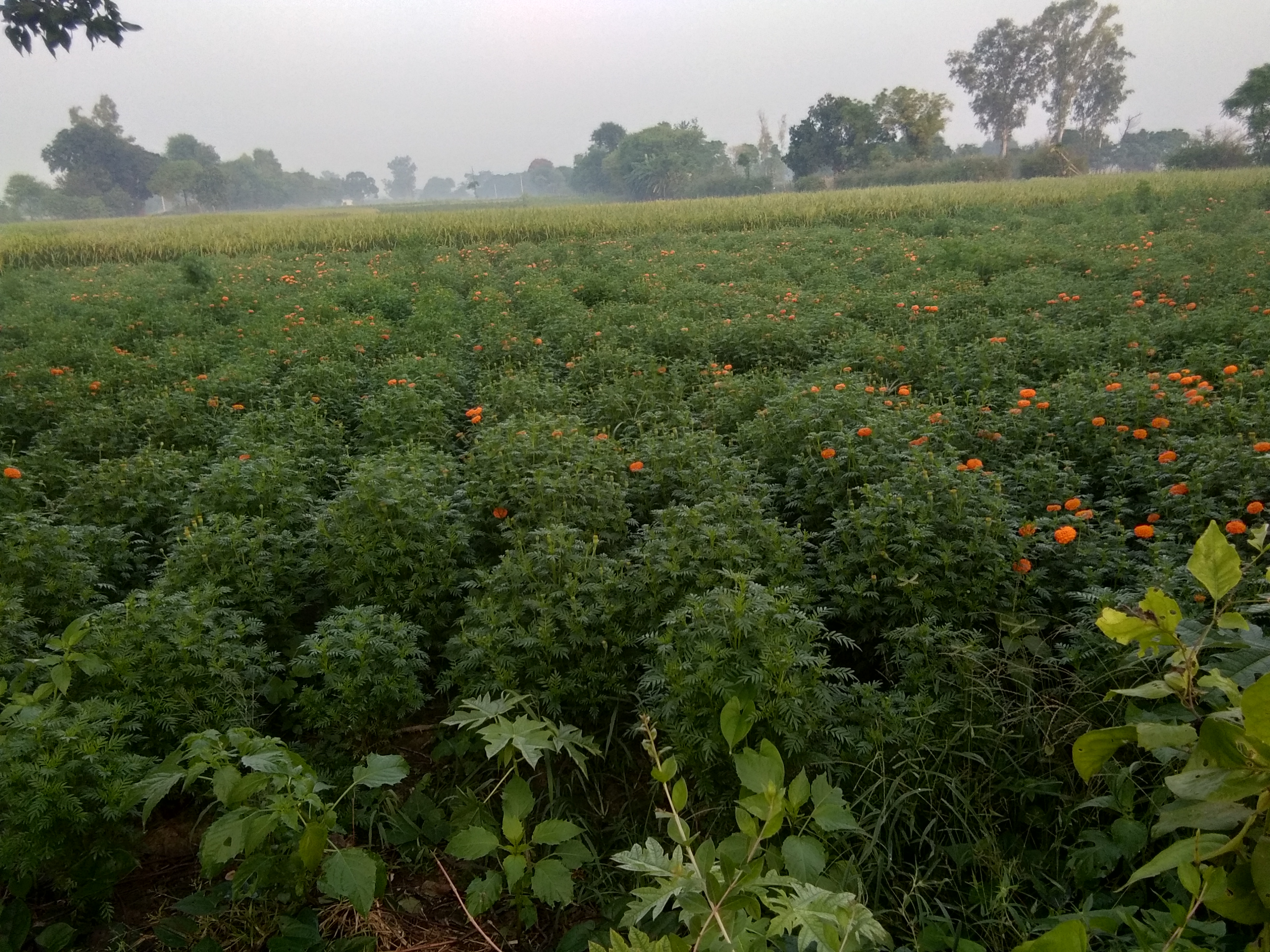 Shakya International article translator