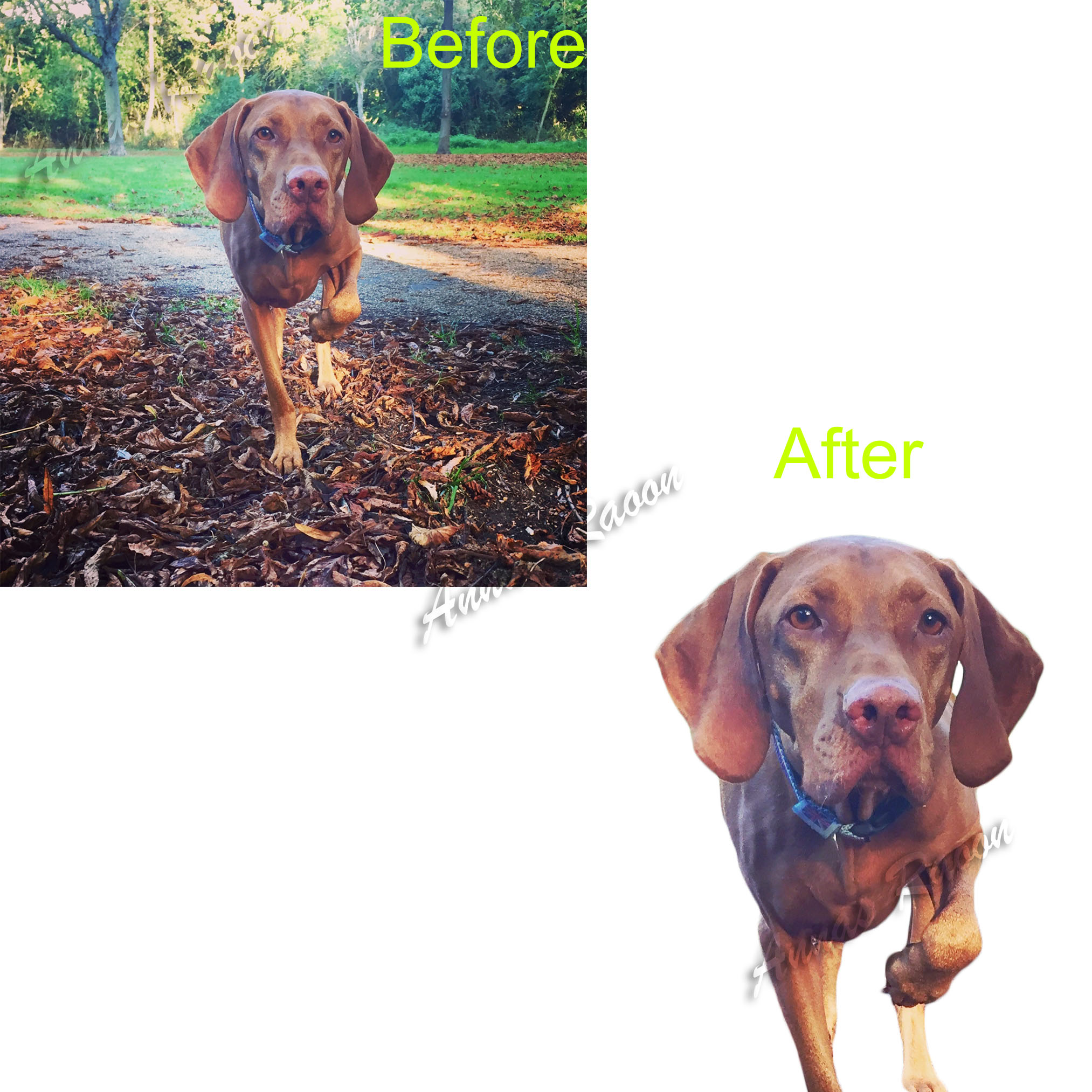 20 Images Background Removal Professionally in 24 hours 