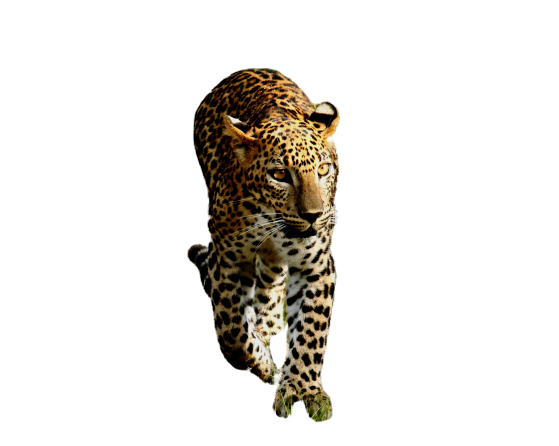 remove any photo backgroungd 100 photoes with in 24 hours