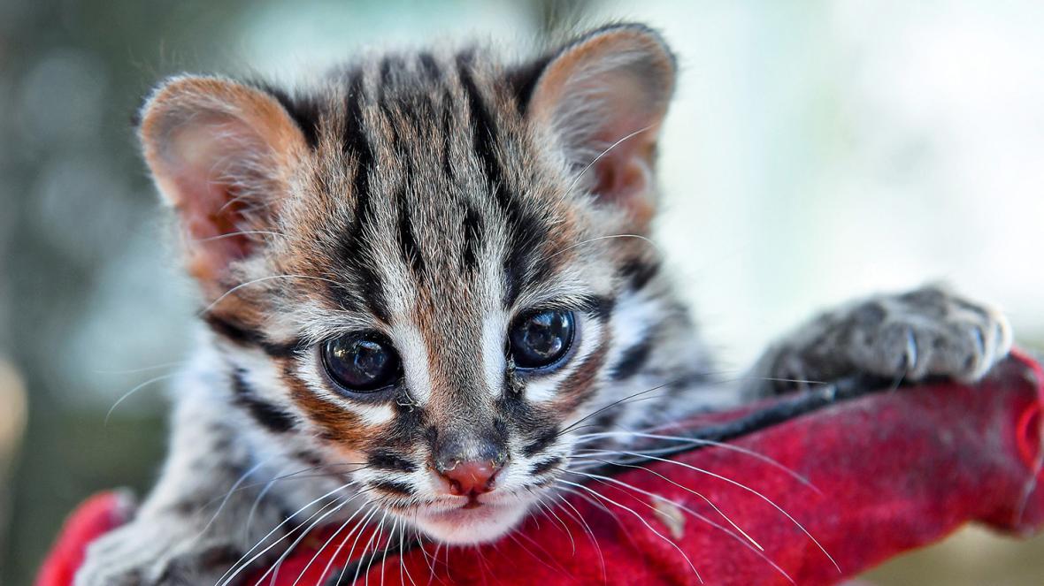 I will remove any image background