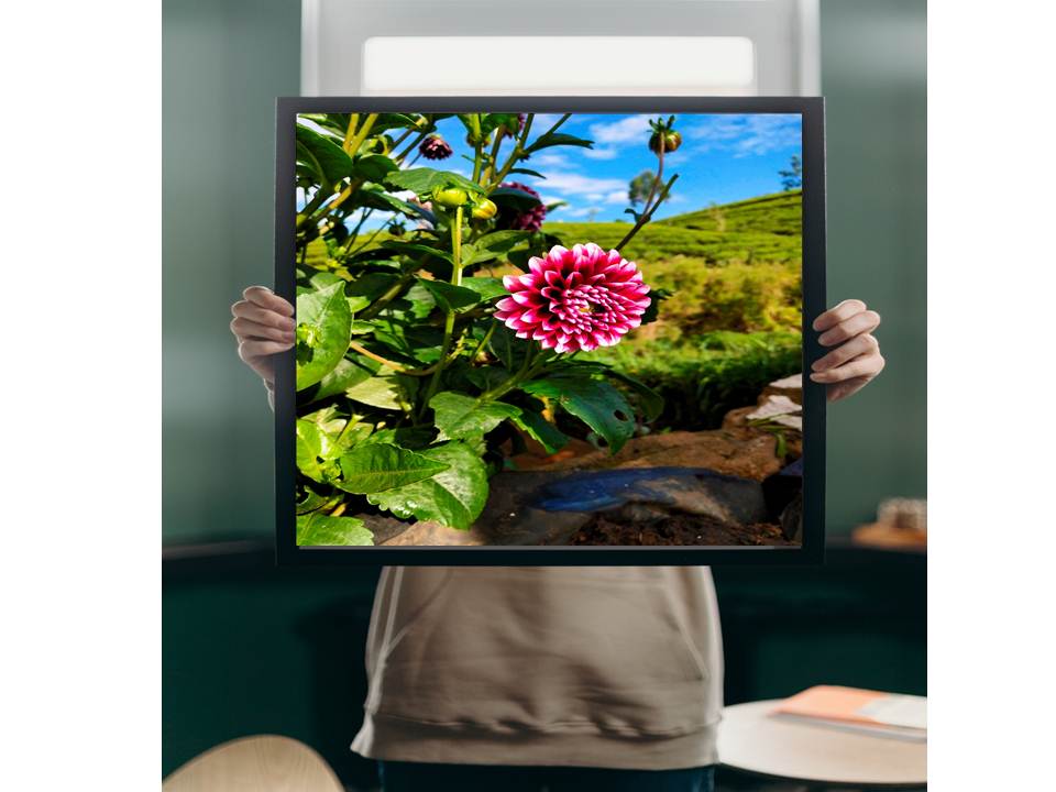 50 high-quality nature Digital photos 