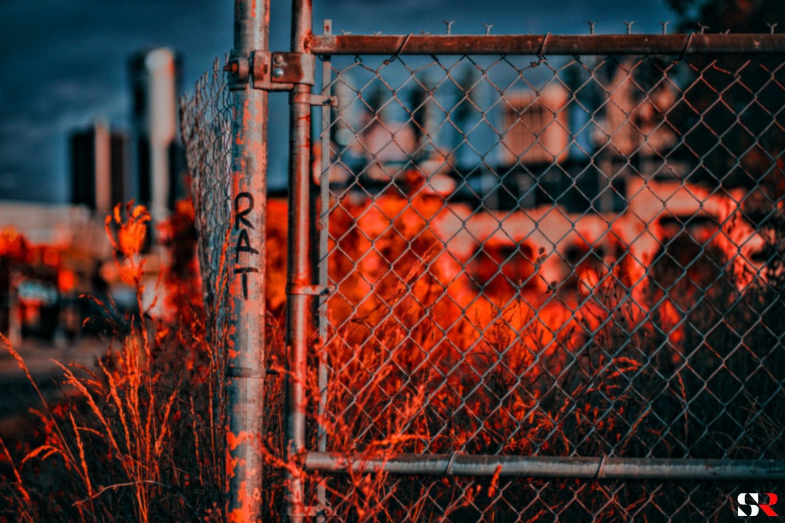 newborn Logo designer in the field