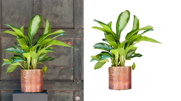 I will do professional photo background removal