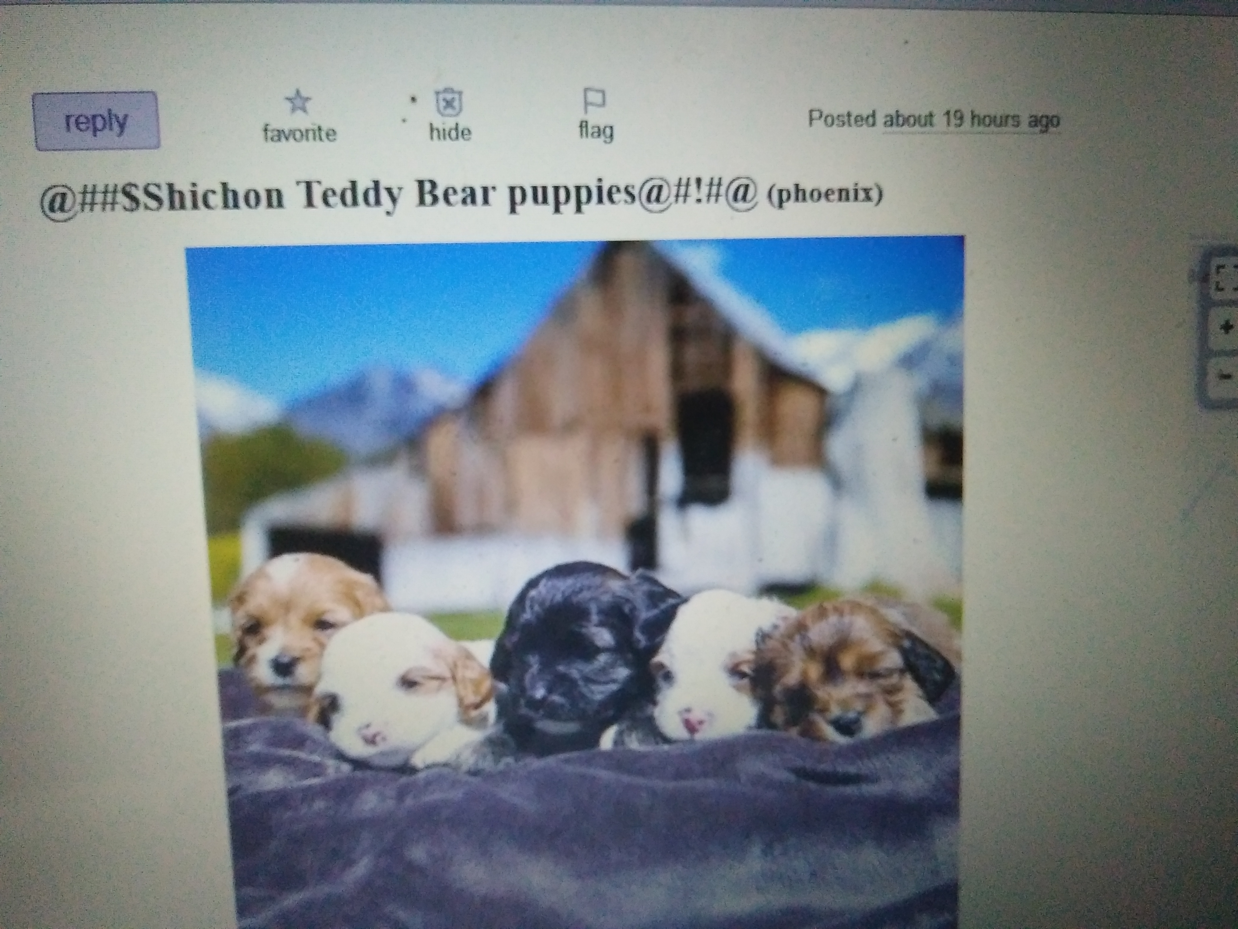 i will craiglist ad designer now a days for you