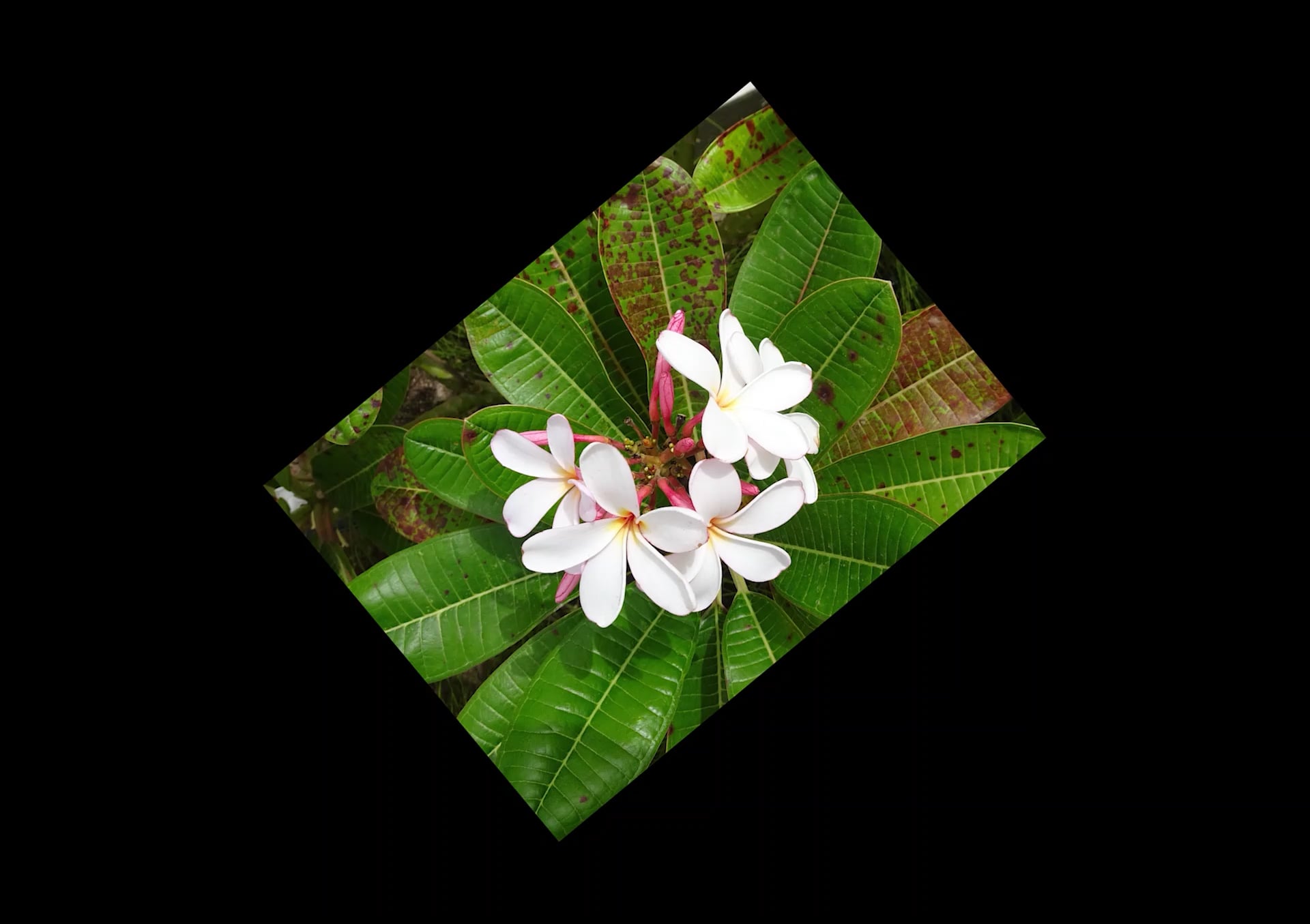 I will do slideshow, intro, outro, logo animation,...