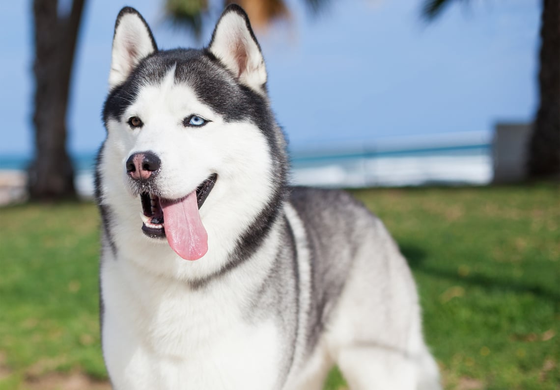 I will do professional image editing