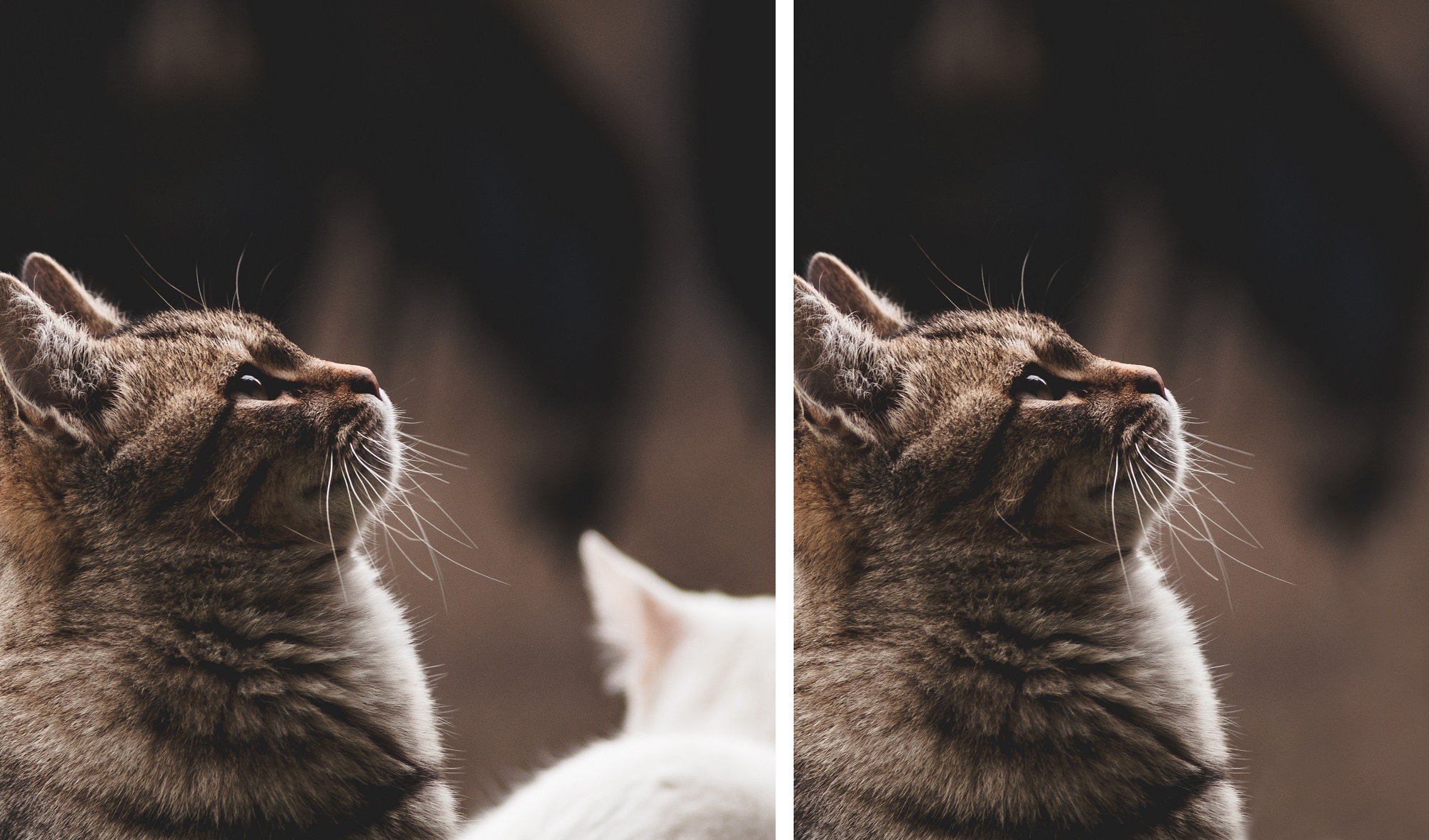 I will remove and replace backgrounds, people, objects and texts.