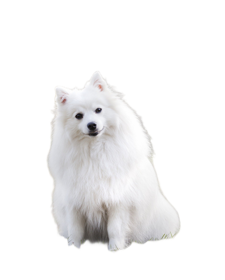 I will remove the background of your picture