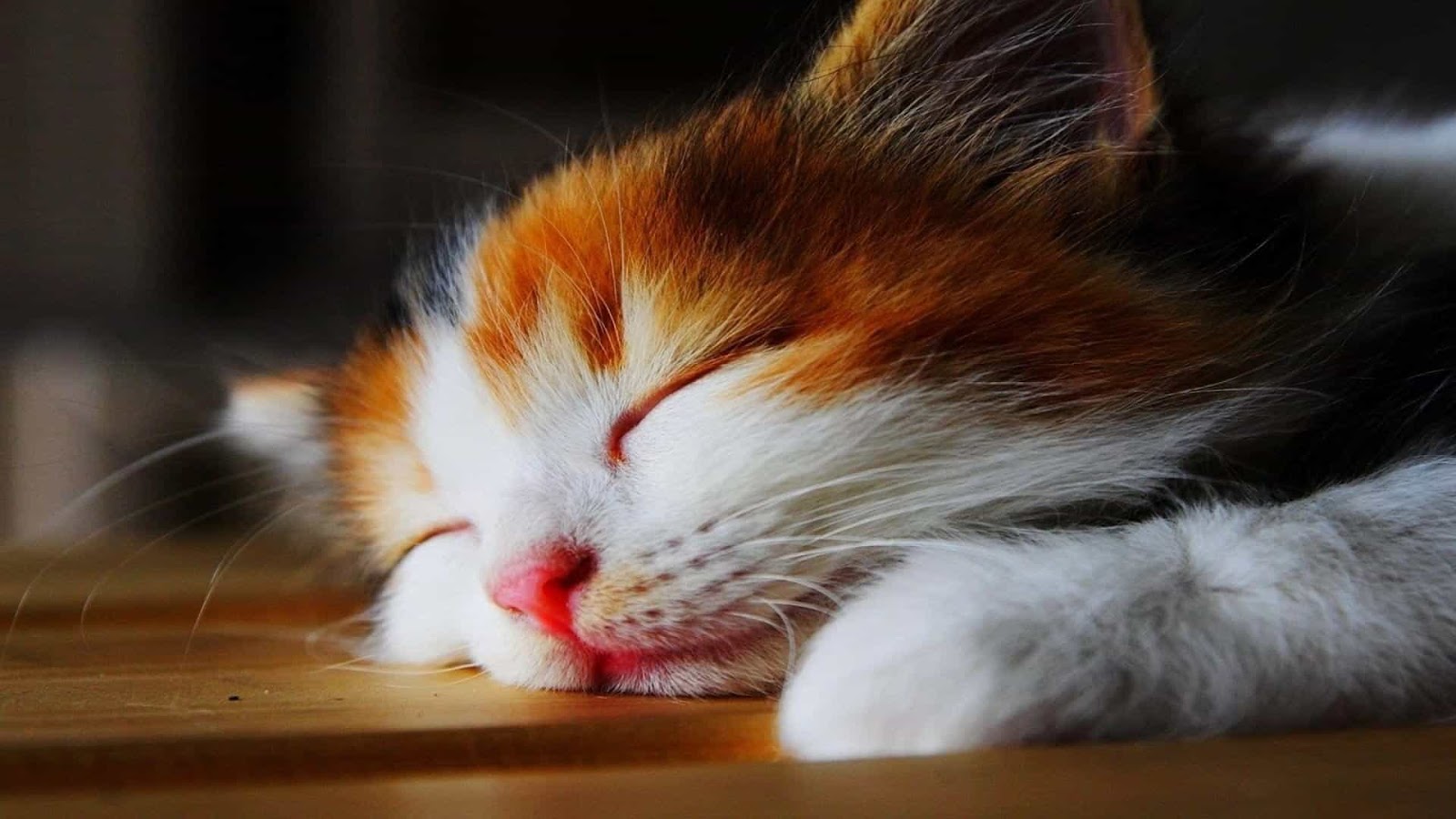 500 words about Never Underestimate a Feline's Unders...