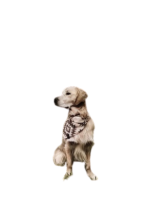 Remove the background of pictures without altering it.