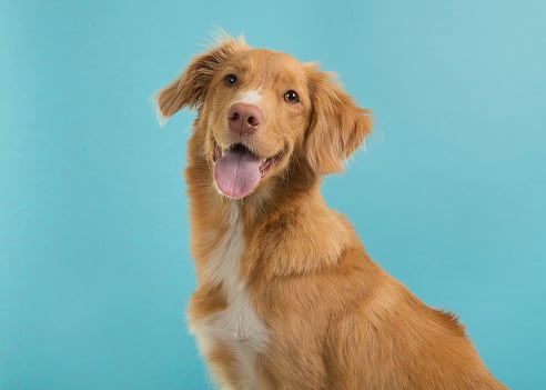 5 True Reasons Your Dog Is Not Responding to Your Com...