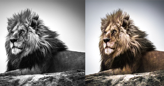 I will colorize&restore black and white photo