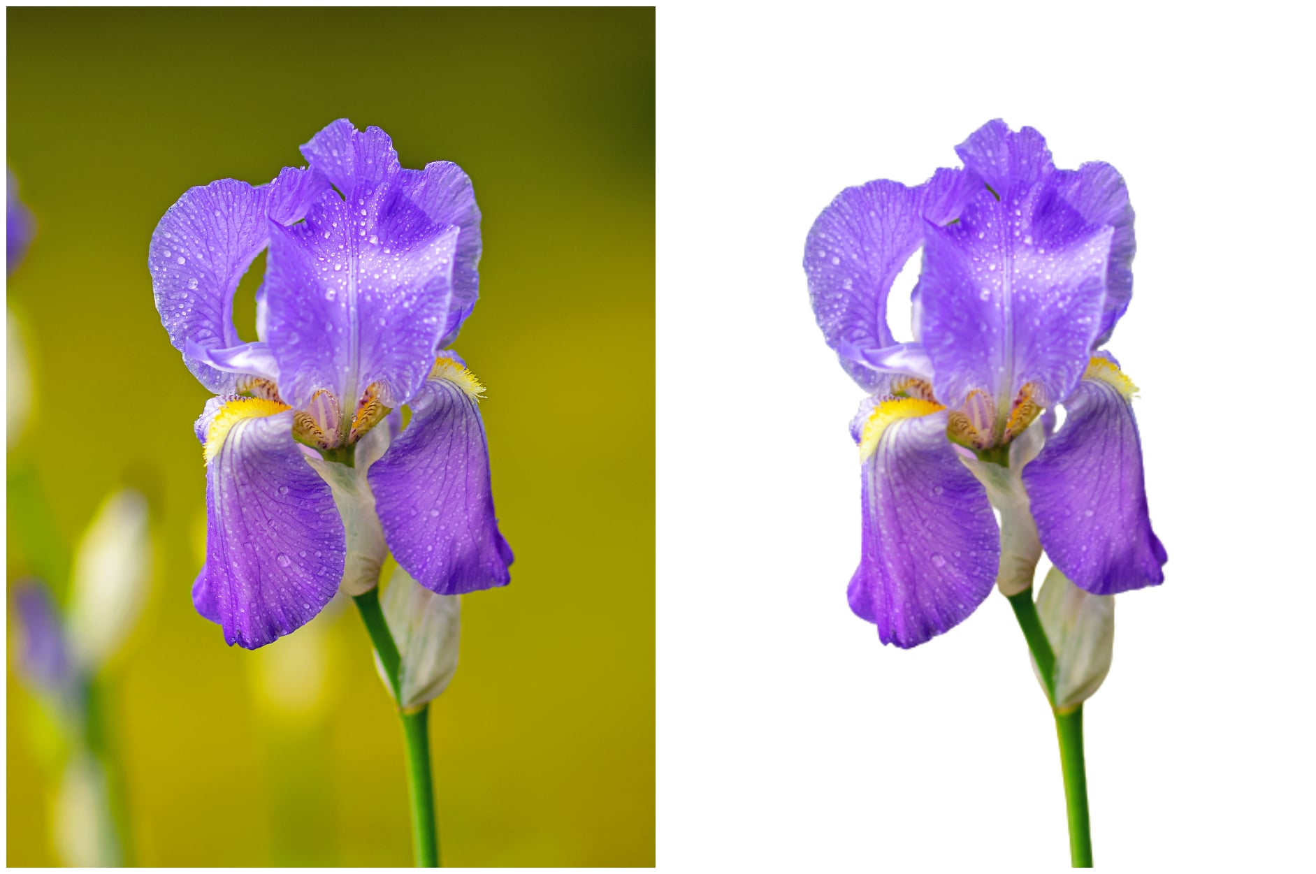 Remove background from 20 images in less than 24 hours