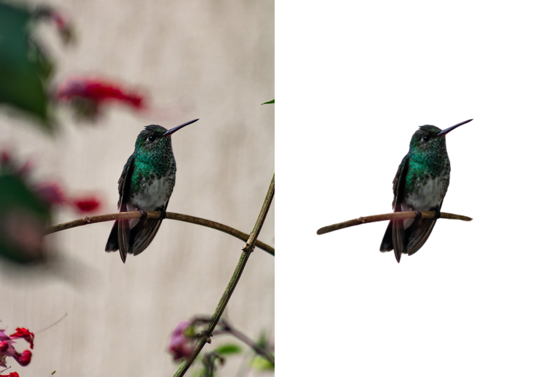 Remove background from 20 images in less than 24 hours