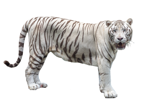 Remove the background from (15 photos) for you professionally