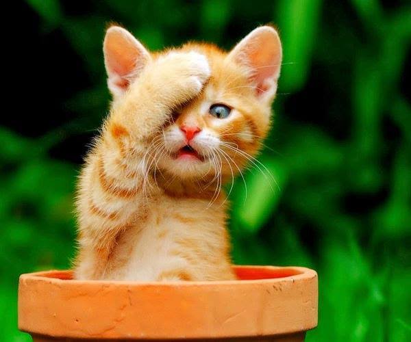 Get 8000 words High Quality and Well talk about Beautiful cats Artic...