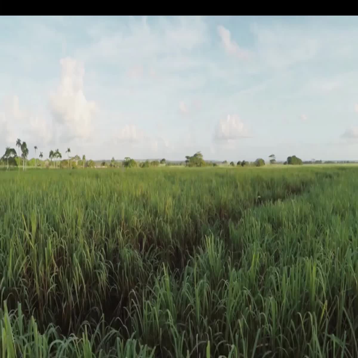 I will make you custom logo transitions for your corporate videos..Basic 1 Transition