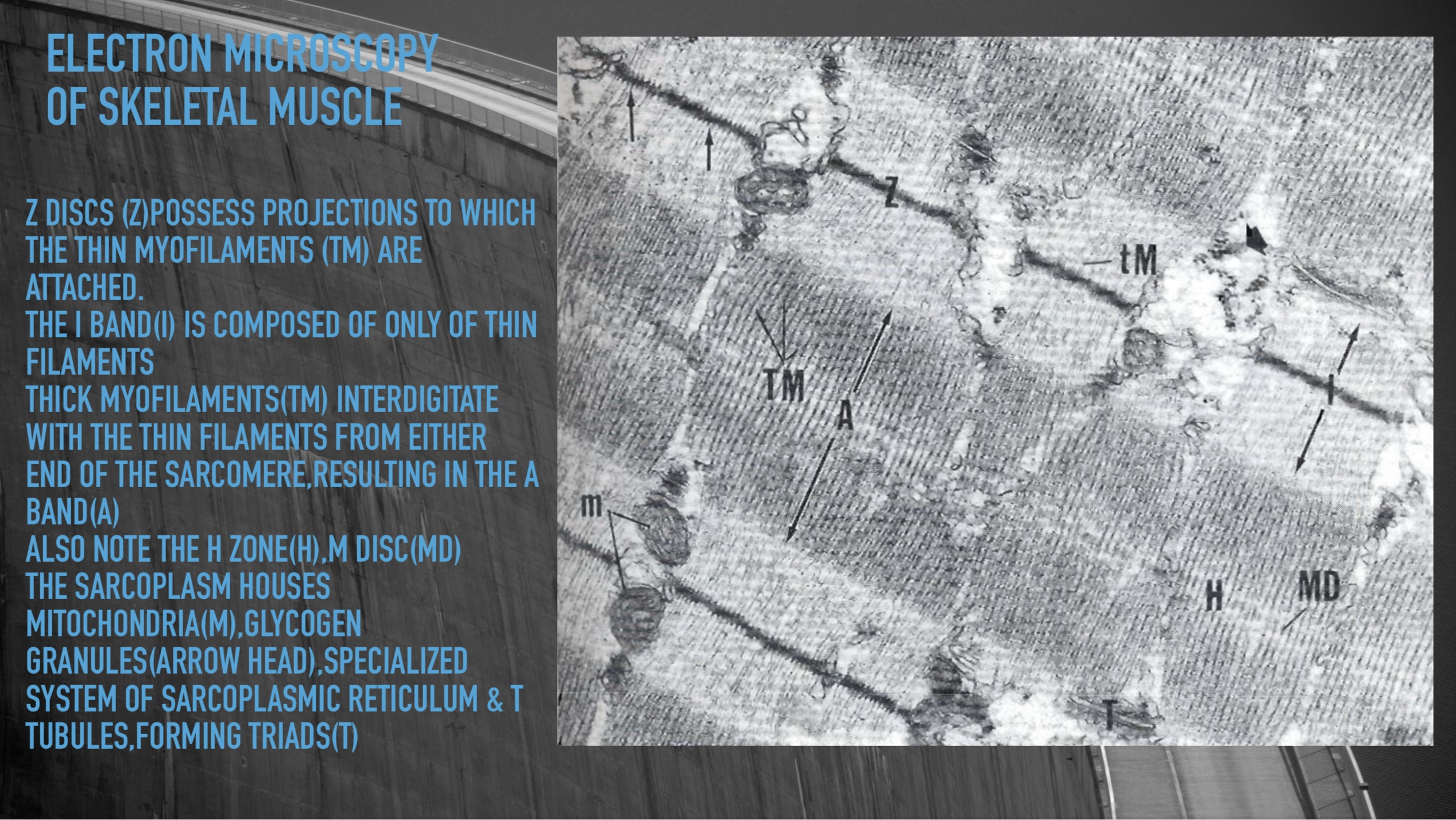 I will do an outstanding medical or health PowerPoint/keynote presentation