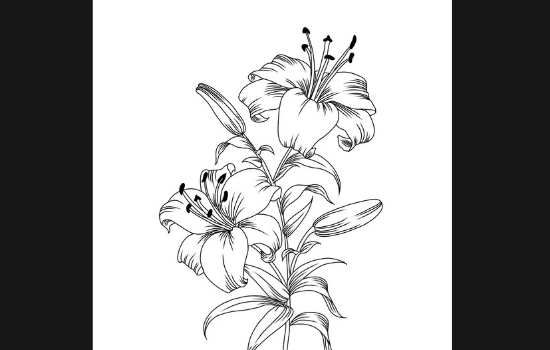 I will draw silhouette and one line art of your photos