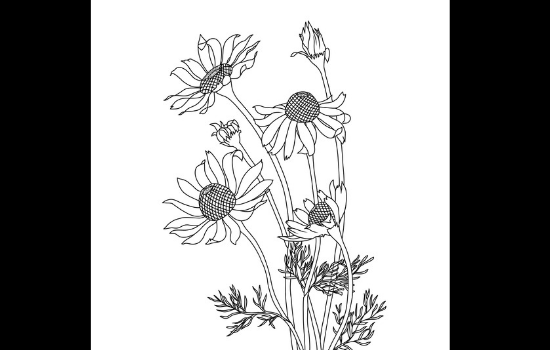 I will draw silhouette and one line art of your photos