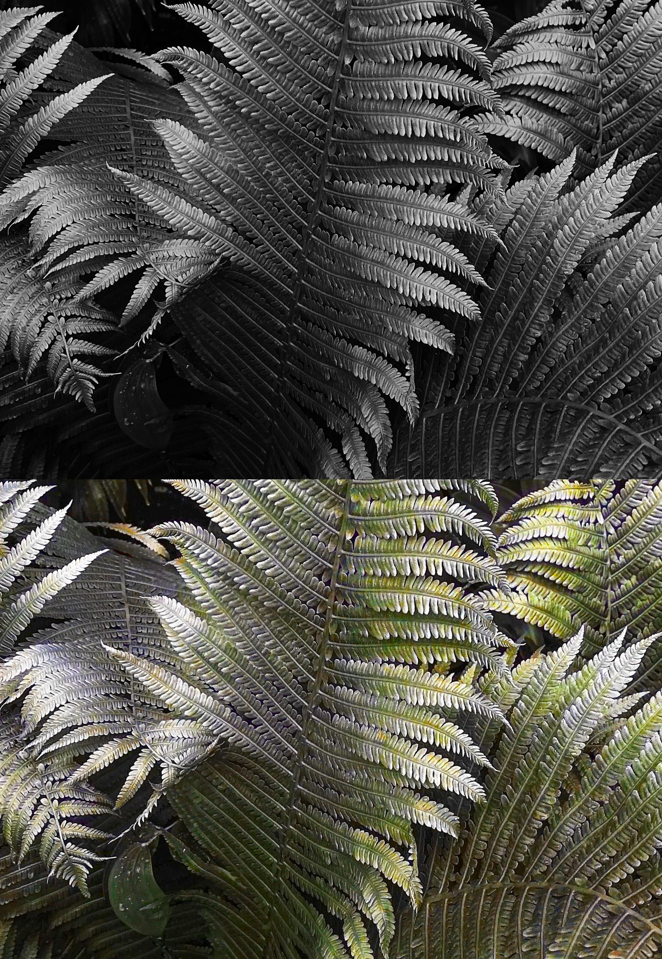 Colorize and enhance your photos 