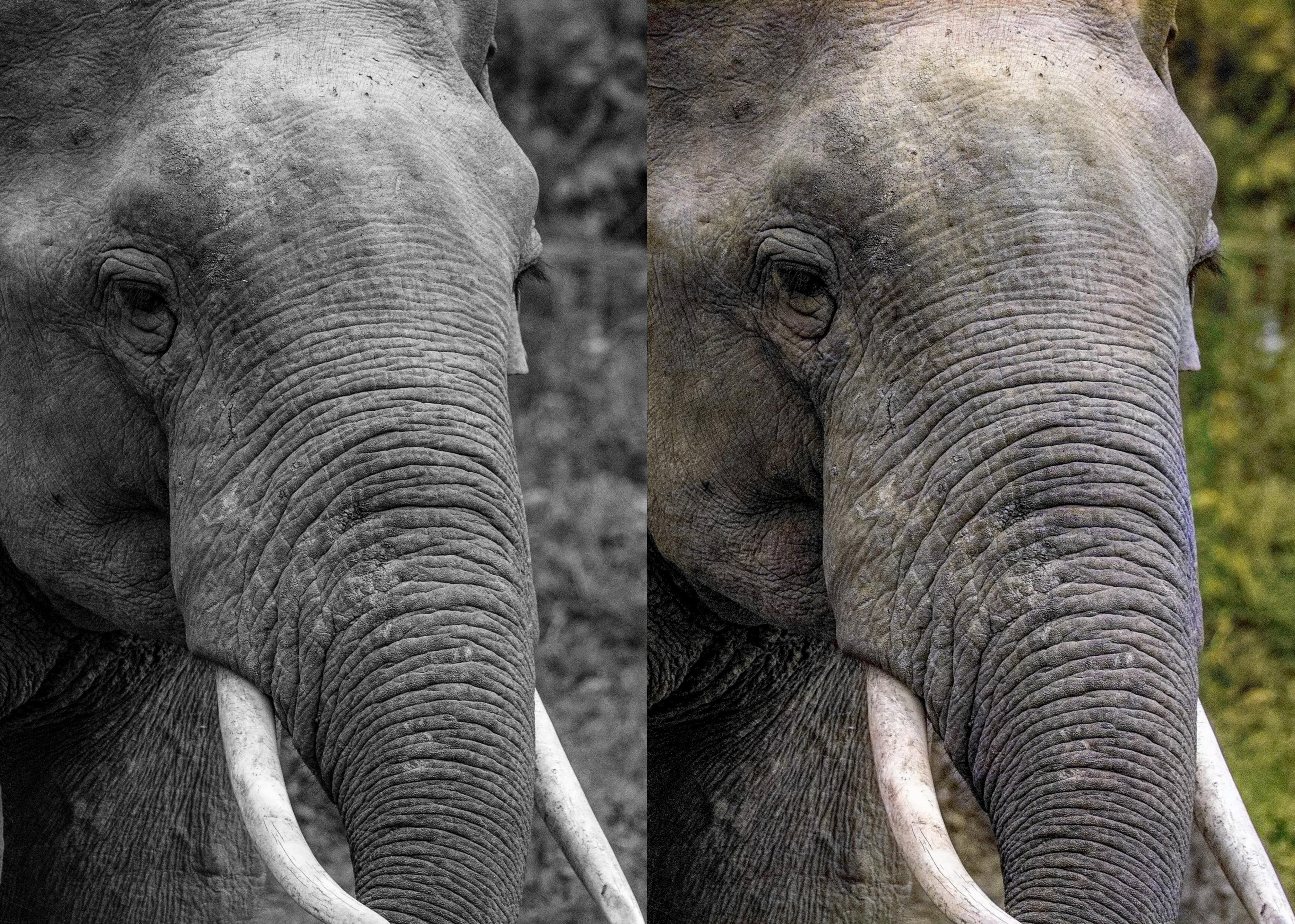 Colorize and enhance your photos 