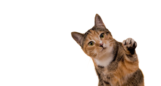 I will remove the background of your photos with the best possible quality and accuracy.