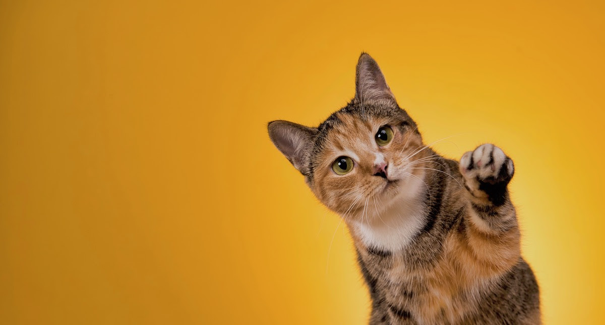 I will remove the background of your photos with the best possible quality and accuracy.