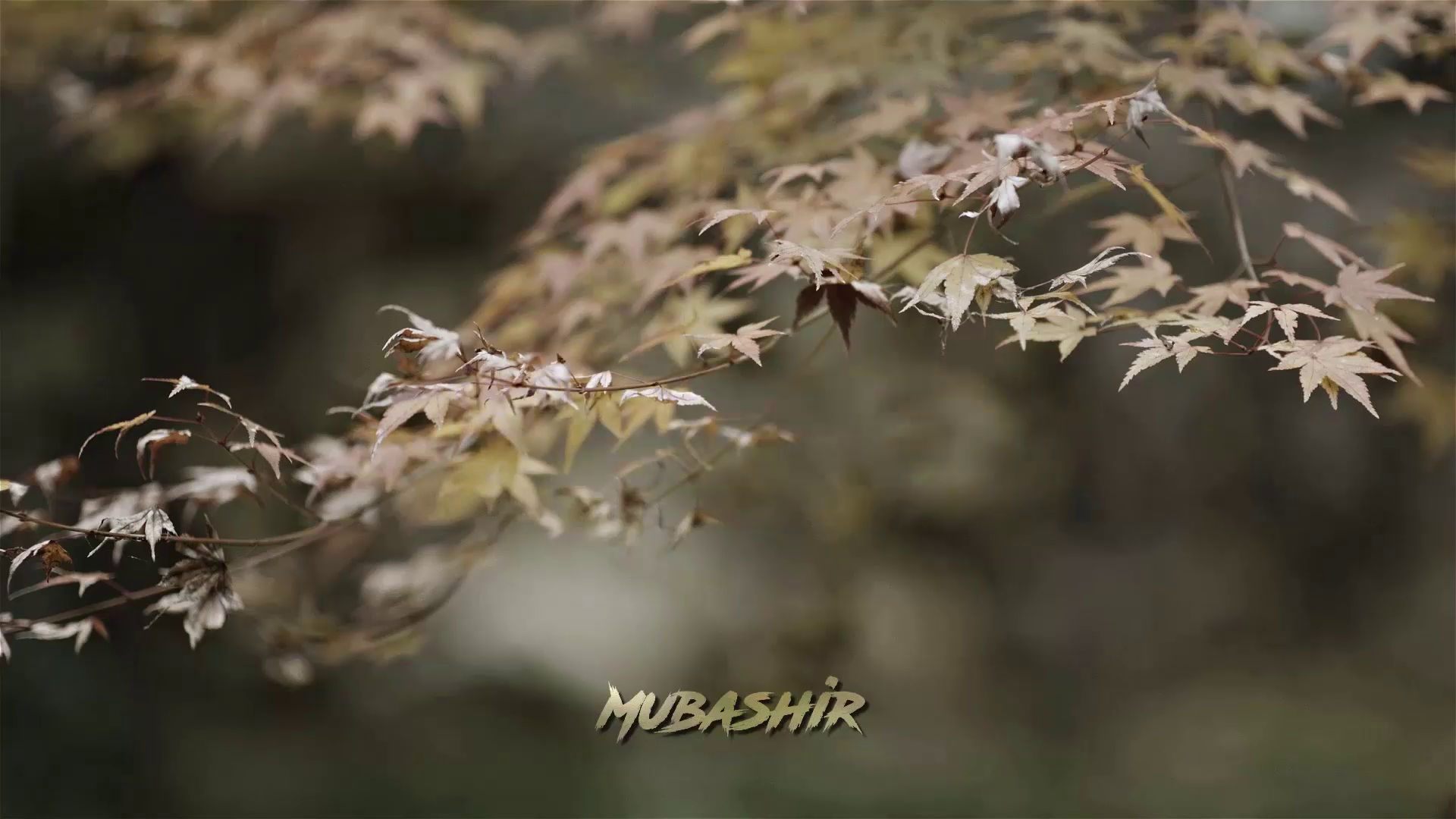 Best Color Correction with fix your Video Quality within Few Hours