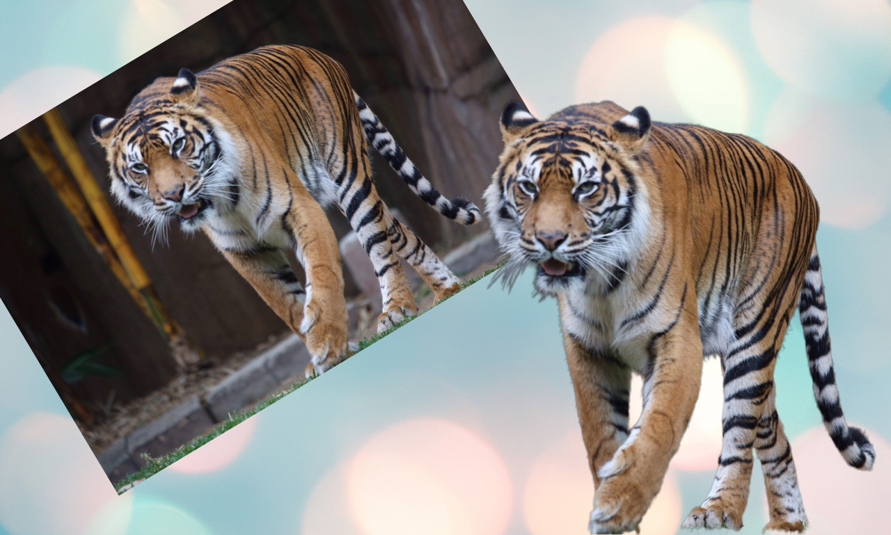 Perfectionist Photoshop Expert Photo editing Service For Ecommerce Products & Personal transparency