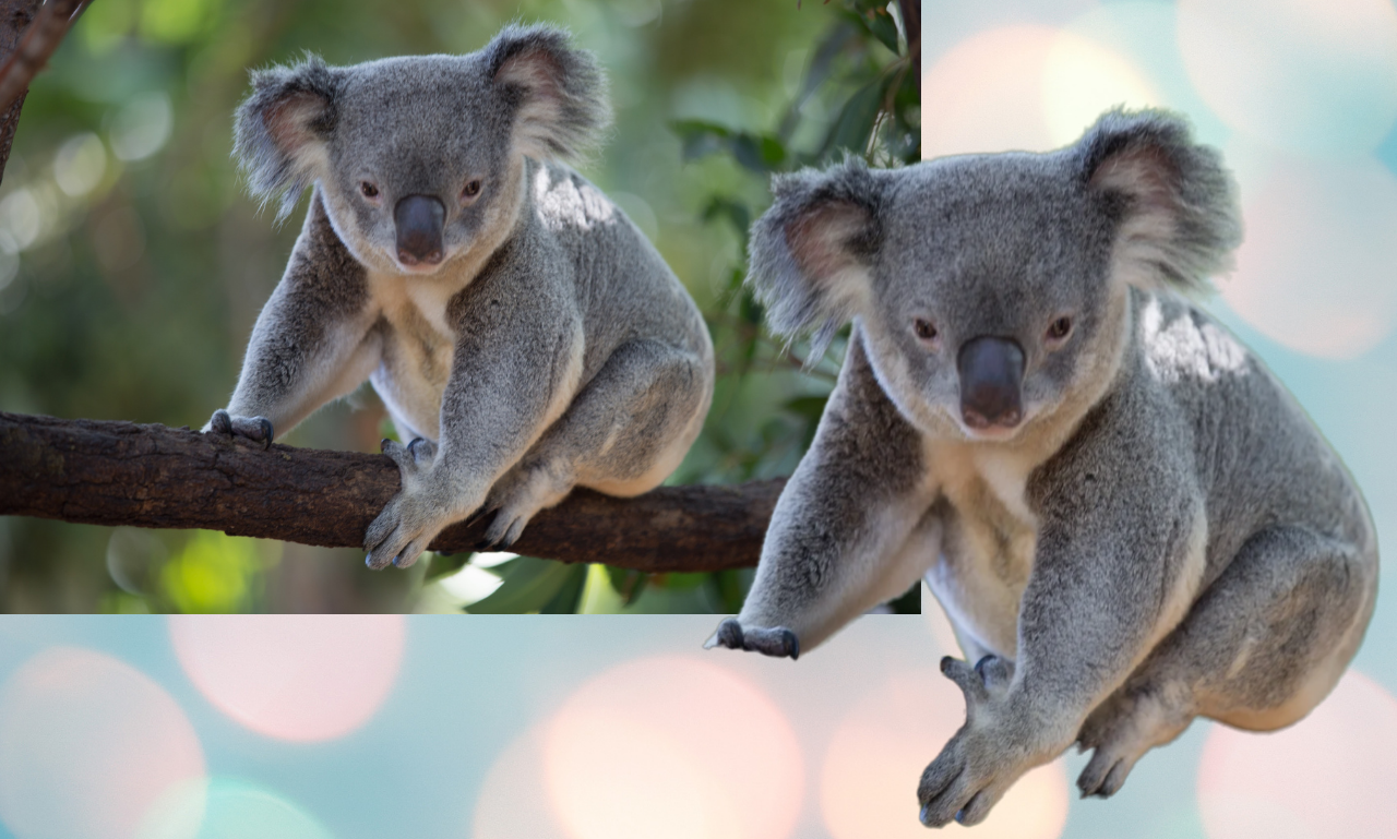 Perfectionist Photoshop Expert Photo editing Service For Ecommerce Products & Personal transparency