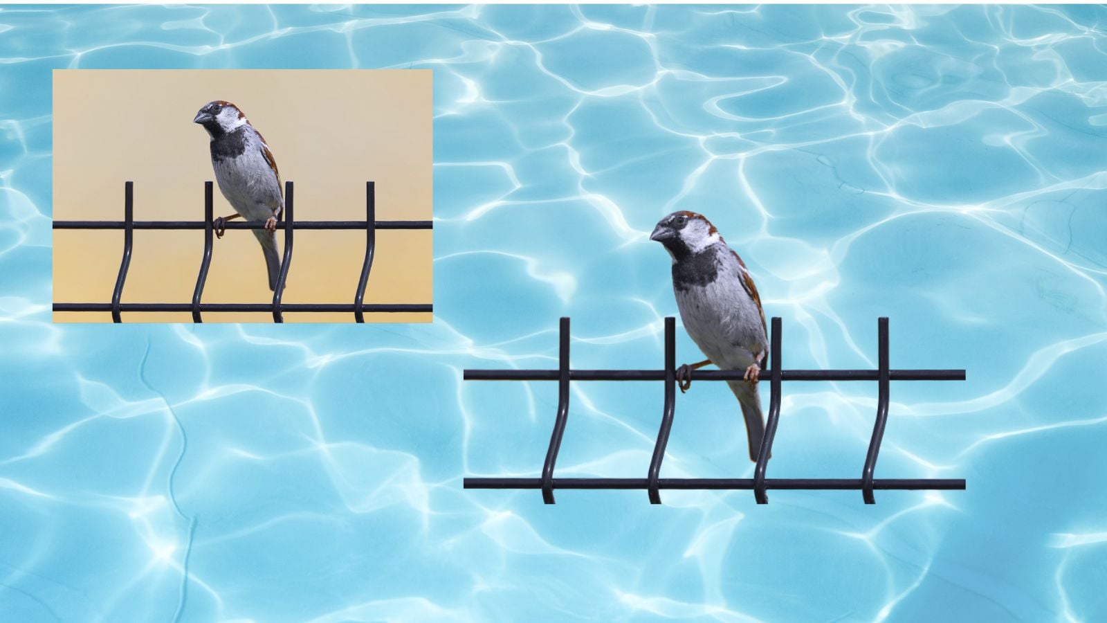 I will image masking and clipping path, cut out photo service