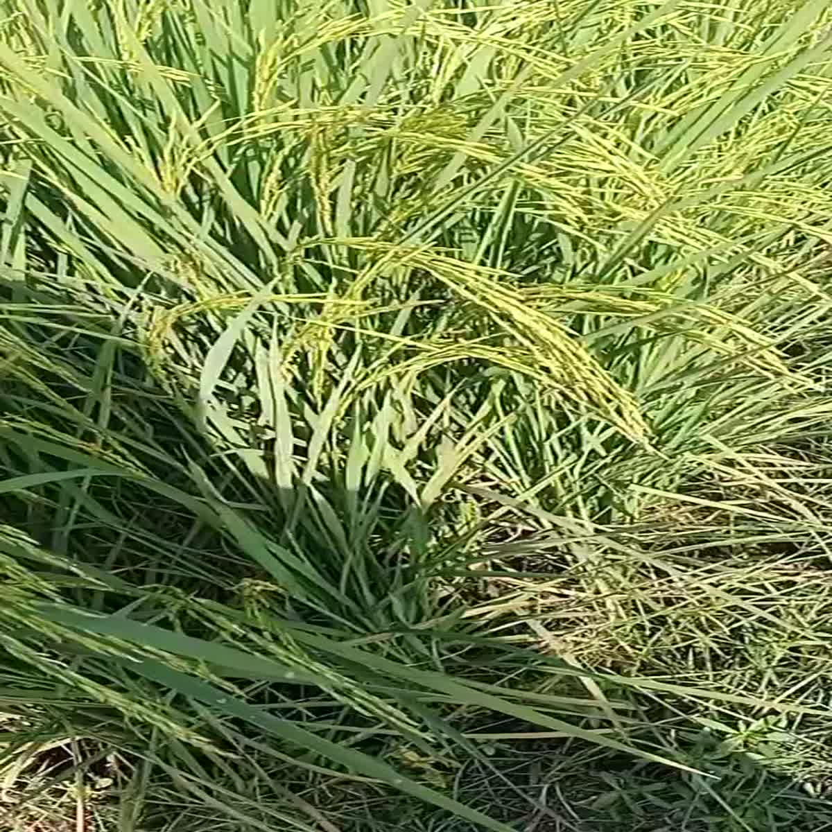 article writing content writing 1000unique word which lowest price 