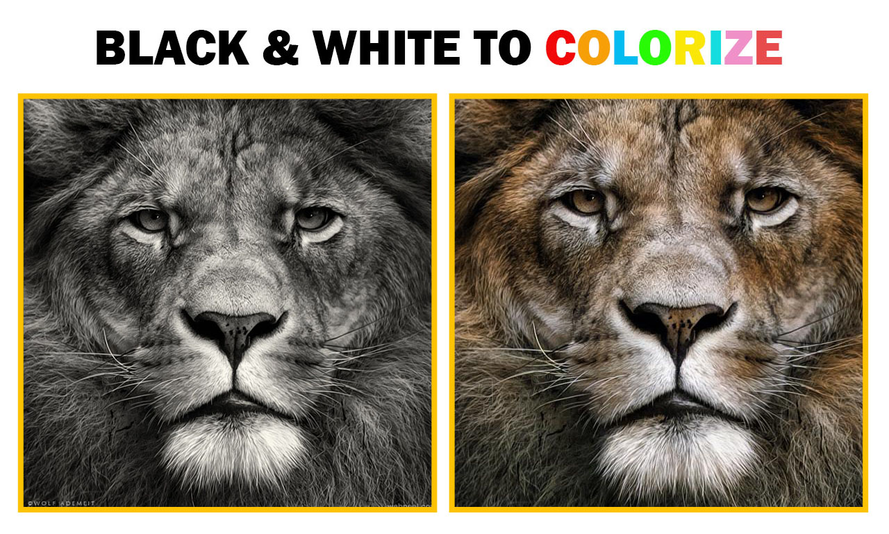 I will realistically colorize your black and white and old photos