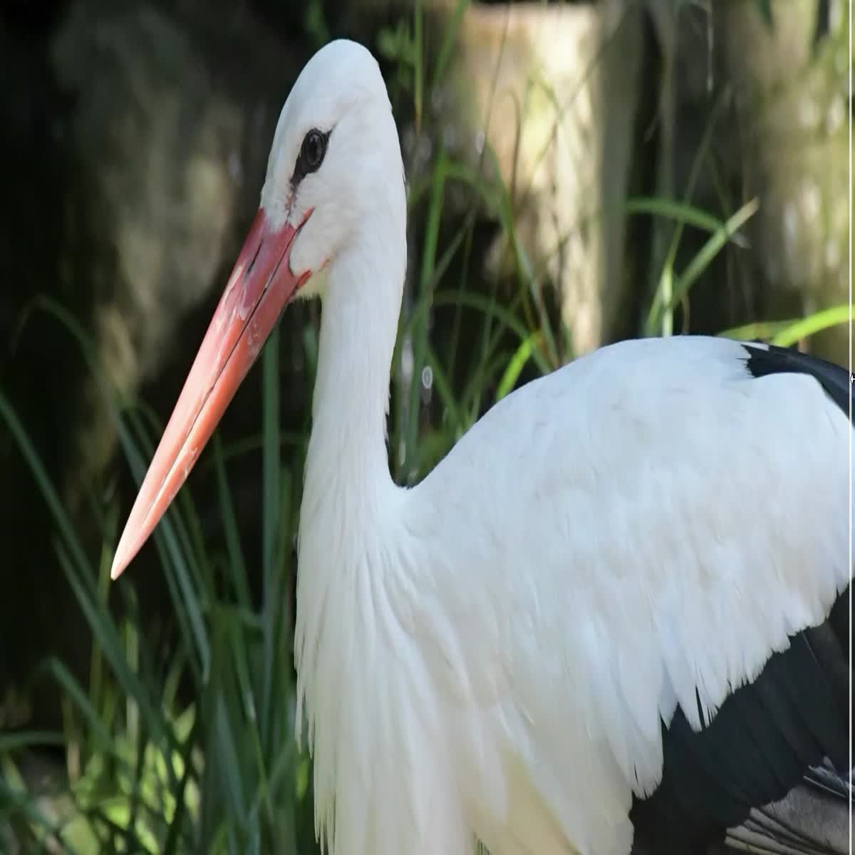 I will remove the noise in your image