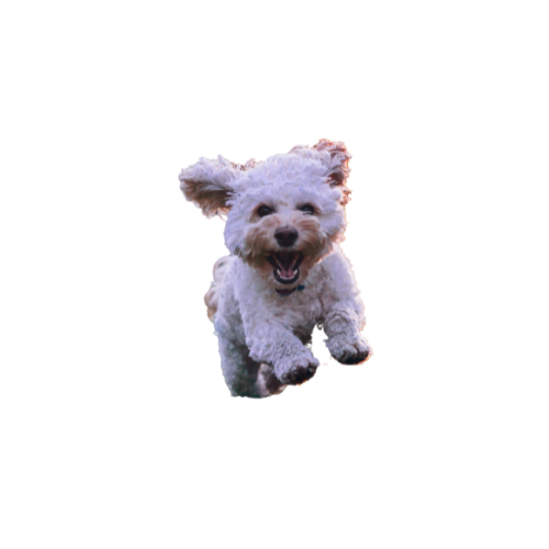 Upload an image to remove the background