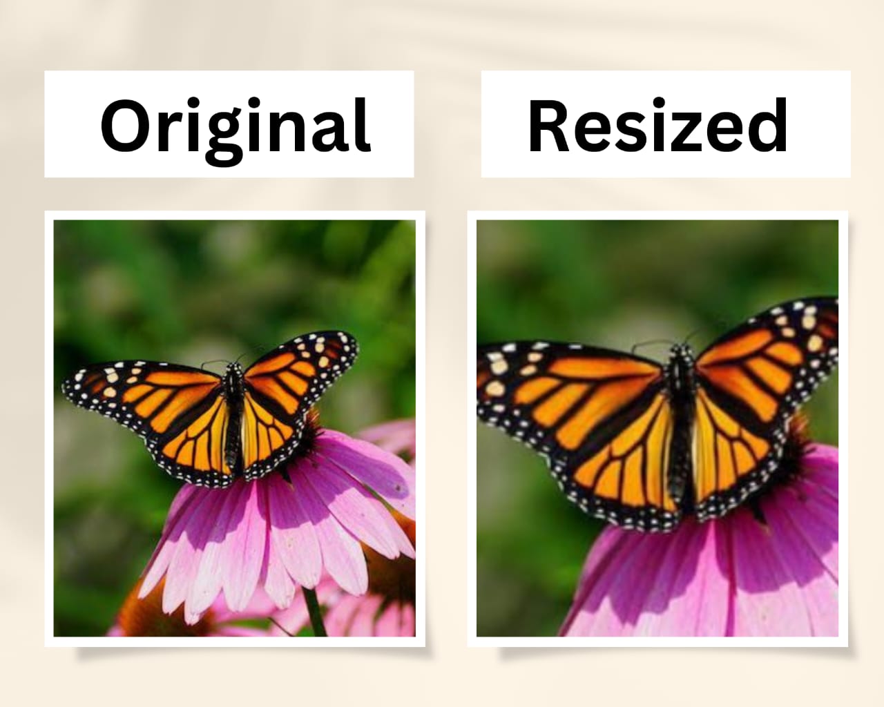 I will resize,crop and rotate images.