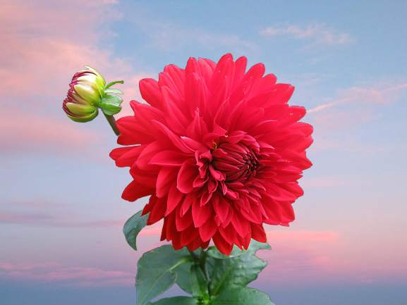 Remove background of 25 images in 24 hours 