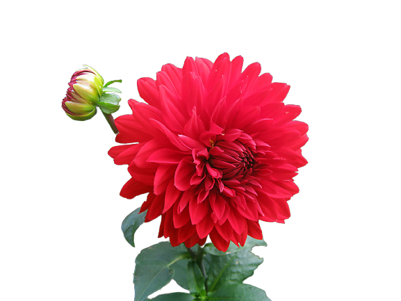 Remove background of 25 images in 24 hours 