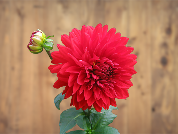 Remove background of 25 images in 24 hours 