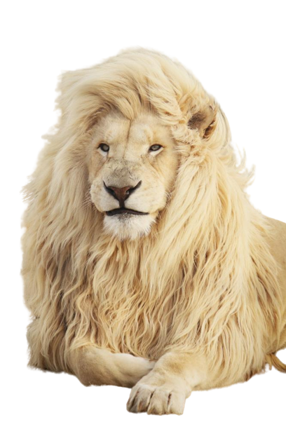 Creative Solutions by Rehman Saleem: Removing Image Backgrounds, Designing Business Cards, and Craft