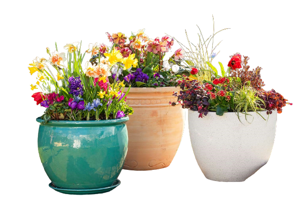 Remove or edit background of your choice