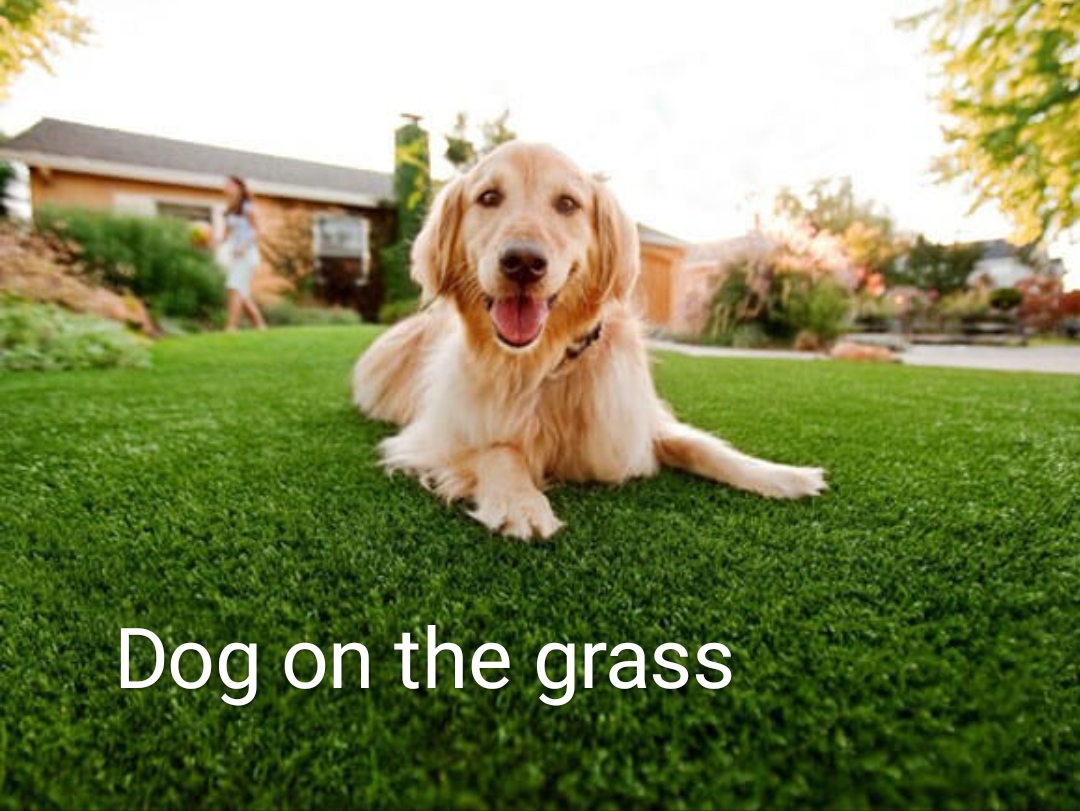 Transform your ideas to photo with AI