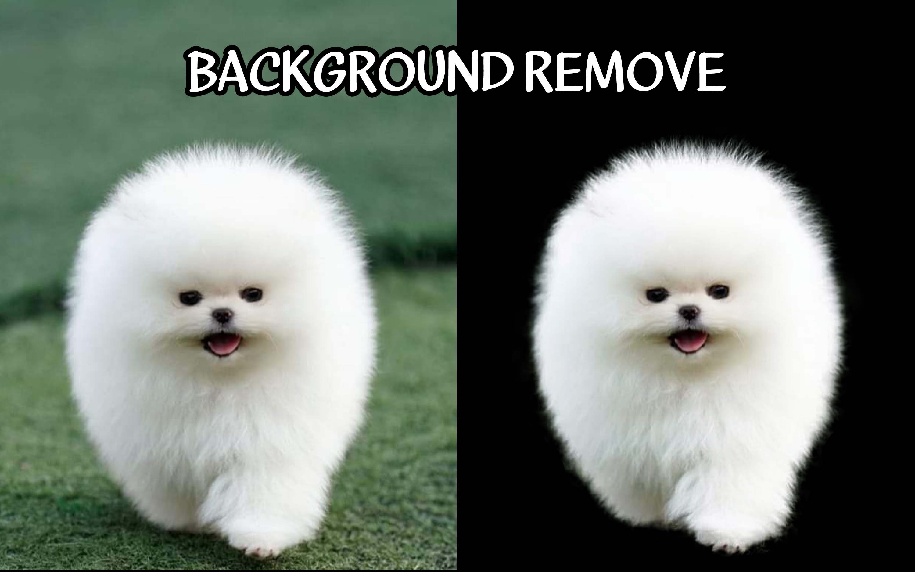 I will be your graphic designer, vector art and photoshop edits