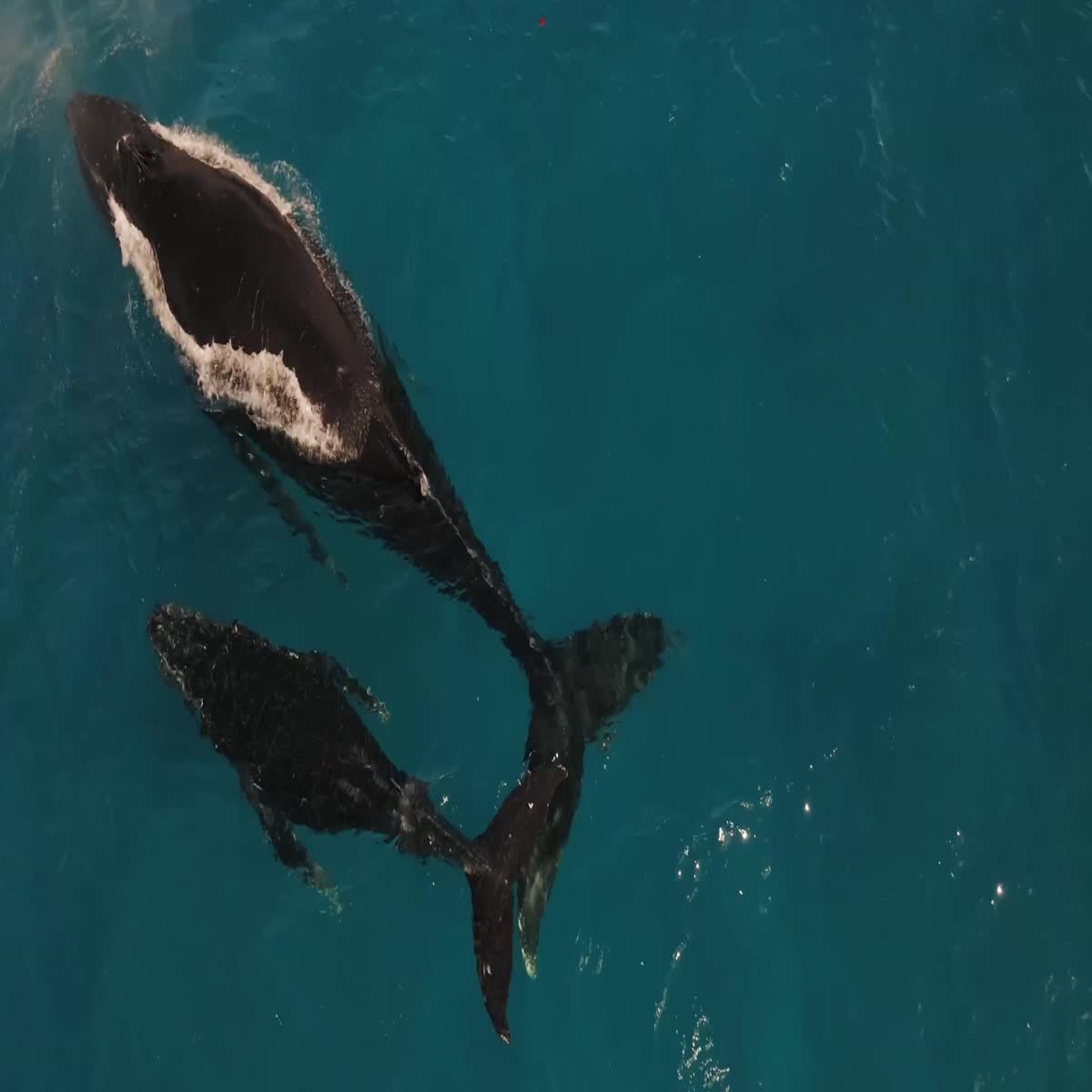  "Visual Mastery: Unlock Your Potential with Exclusive Video Insights"